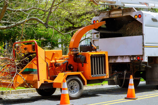 Best Tree Disease Treatment  in Haleiwa, HI